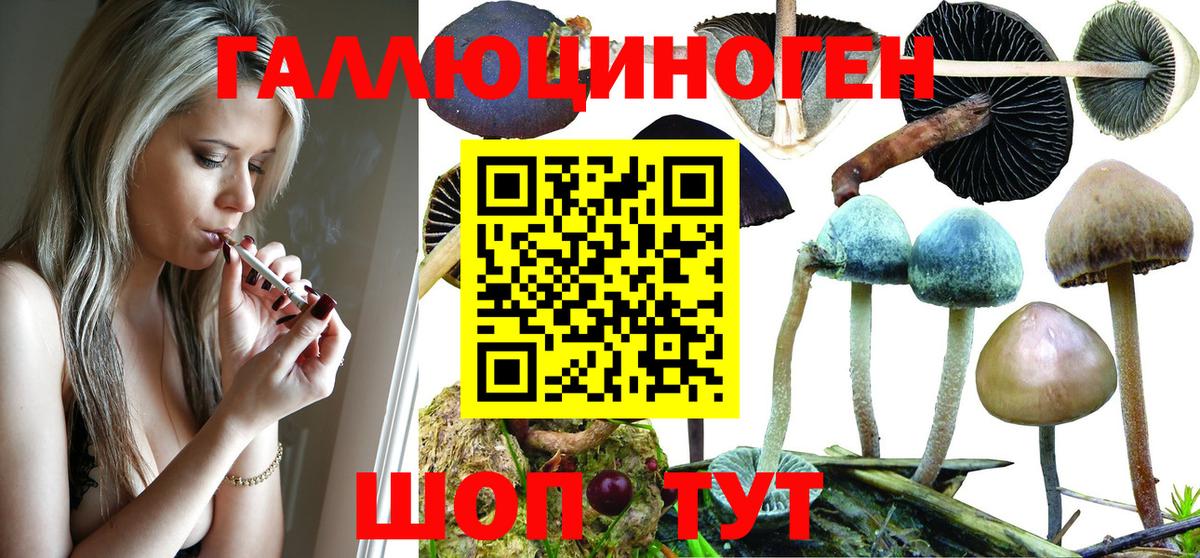Грозный  Галлюциногенные грибы Psilocybe  цены наркотик  Вход с VPN 